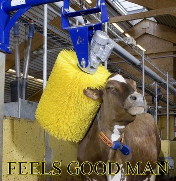 funny-pictures-639