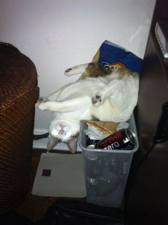 funny-pictures-643