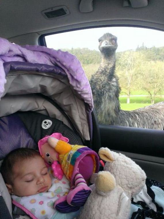 funny-pictures-643