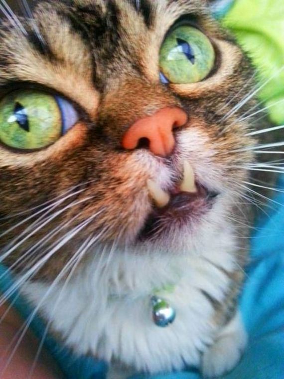 funny-pictures-643