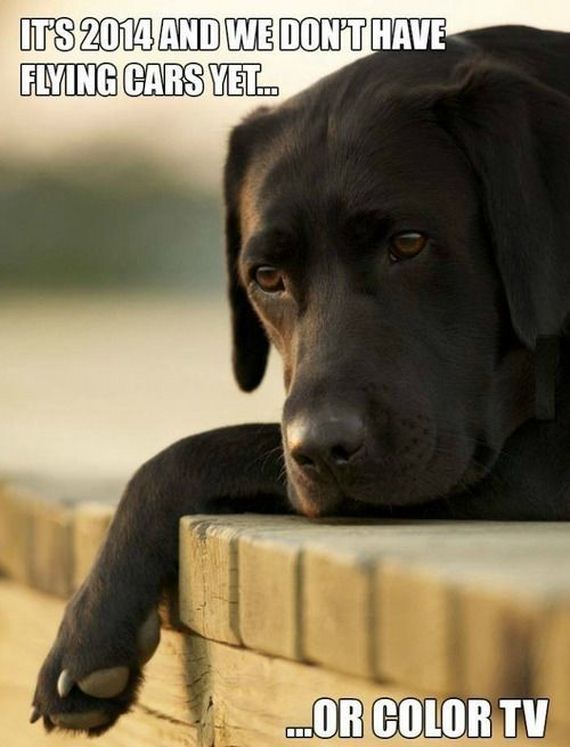 funny-pictures-645