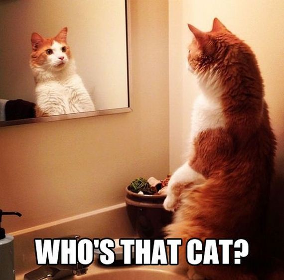 funny-pictures-646