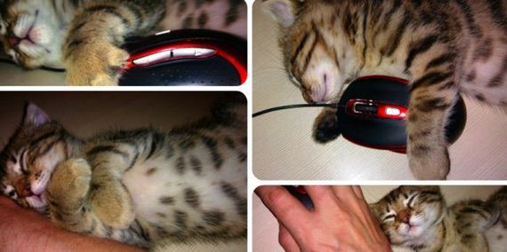 funny-pictures-646