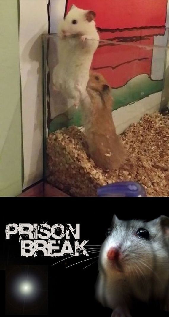 funny-pictures-647