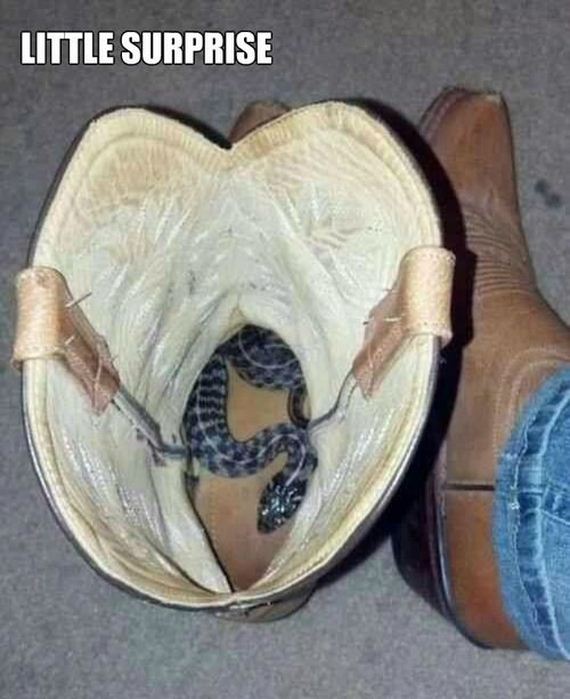 funny-pictures-647