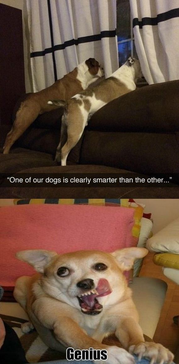 funny-pictures-647