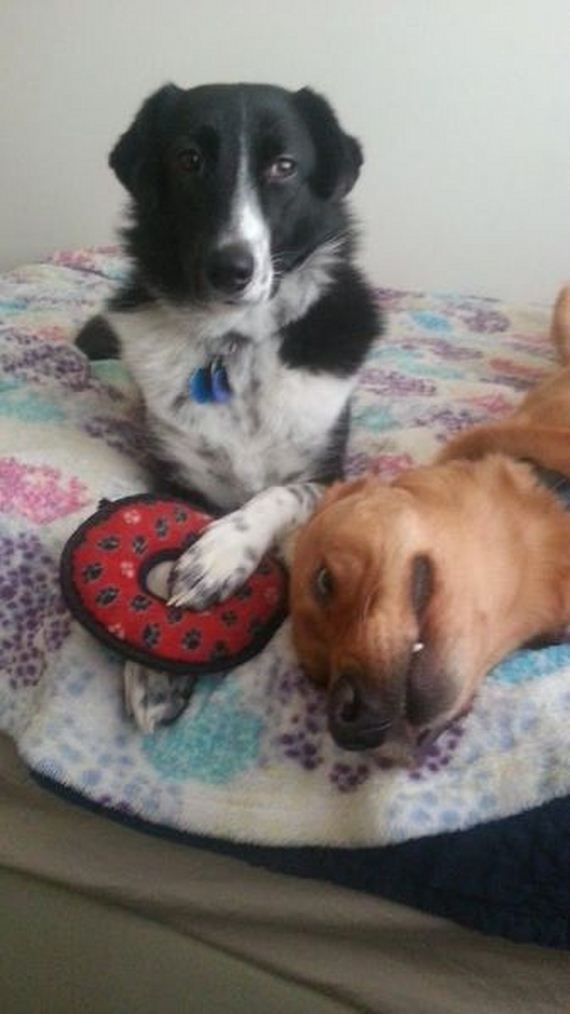 funny-pictures-647