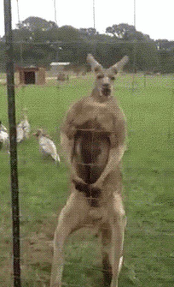 funny-pictures-649