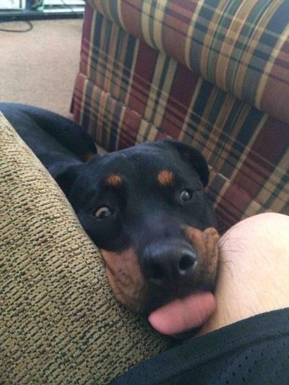funny-pictures-651