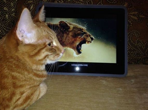 funny-pictures-653