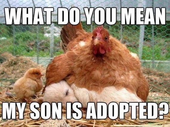 funny-pictures-653