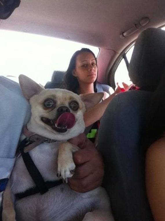 funny-pictures-653