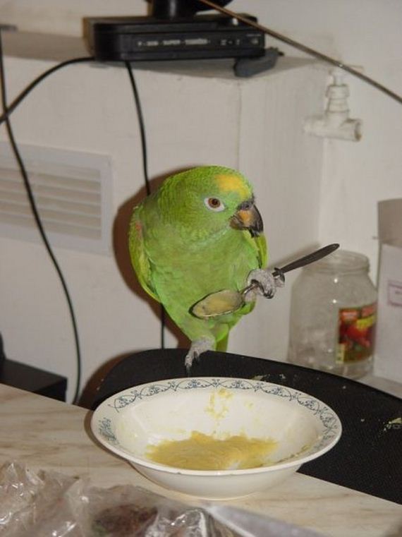 funny-pictures-653