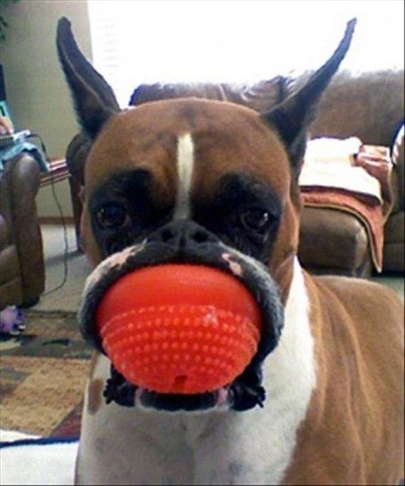 funny-pictures-654