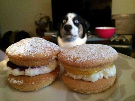 funny-pictures-654