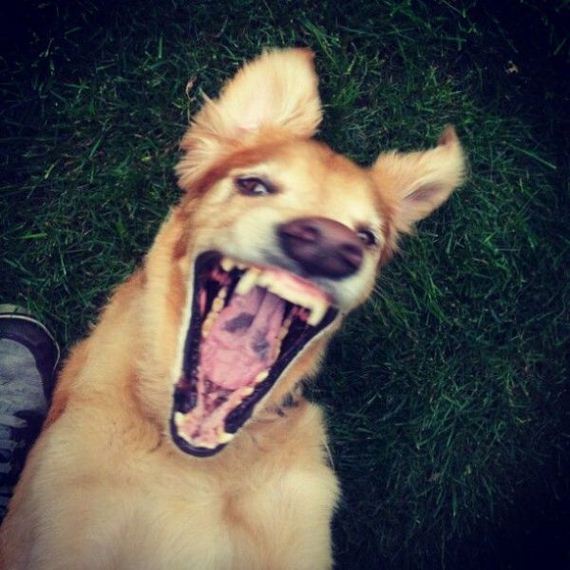 funny-pictures-655
