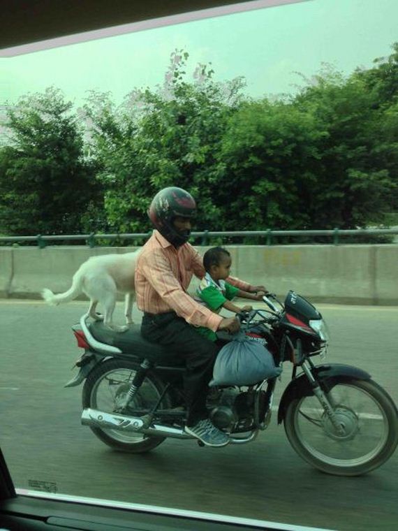 funny-pictures-656