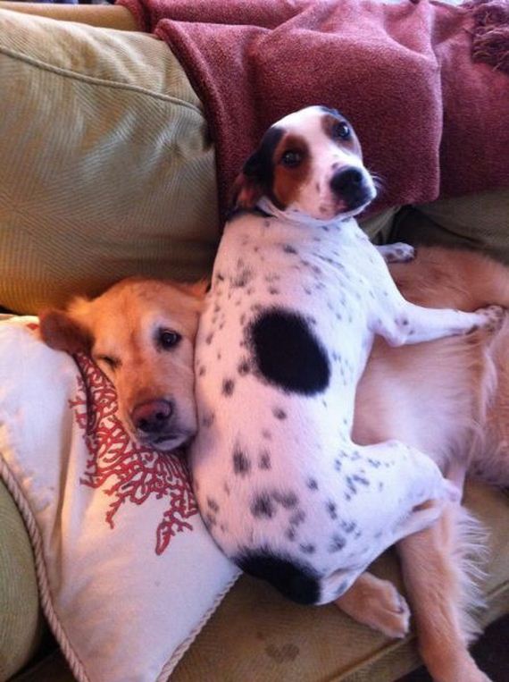 funny-pictures-656