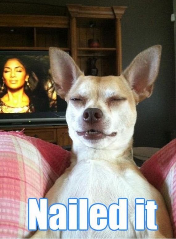 funny-pictures-656
