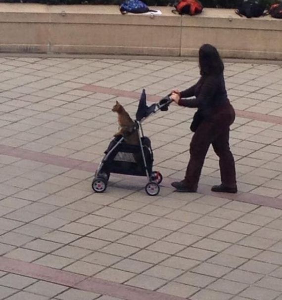 funny-pictures-659