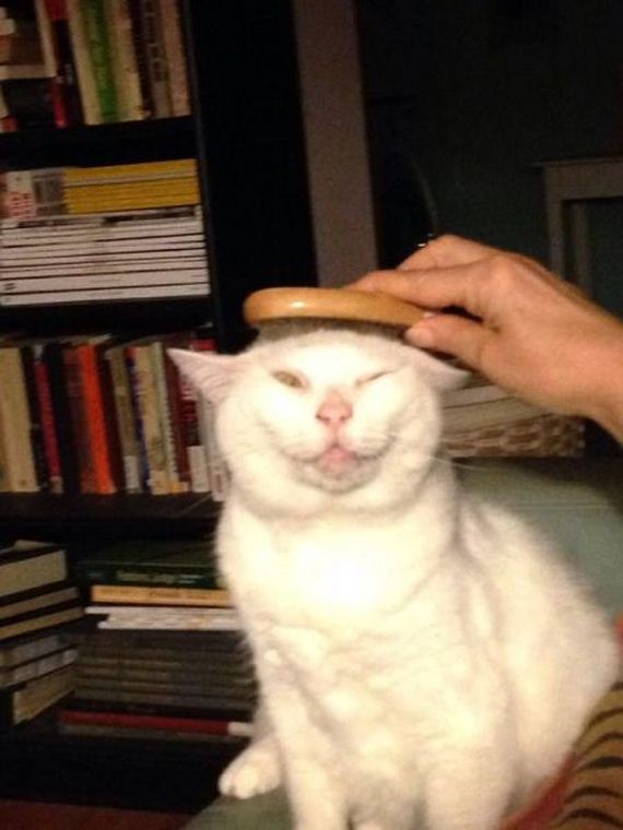 funny-pictures-659