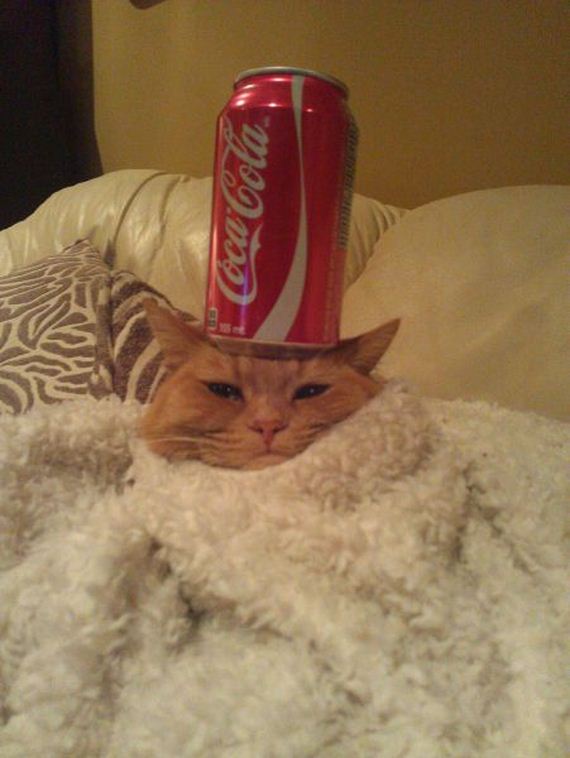 funny-pictures-660