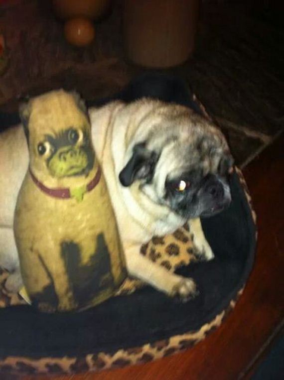 funny-pictures-660