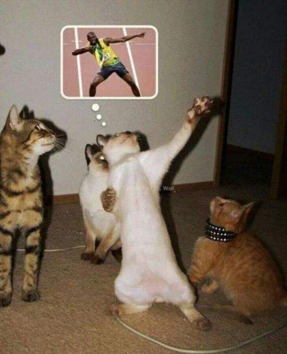 funny-pictures-661