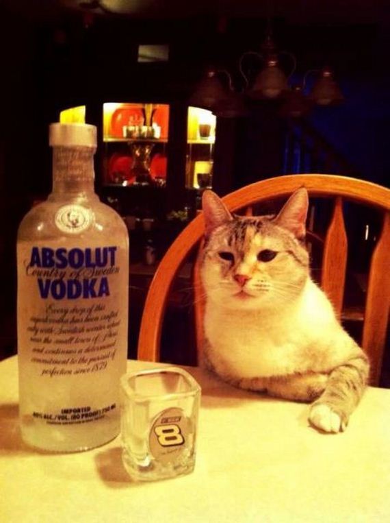 funny-pictures-665