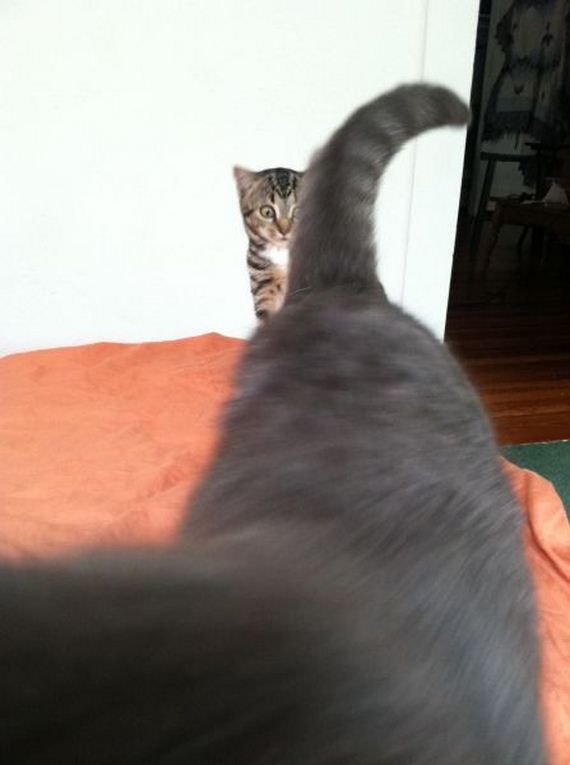 funny-pictures-666