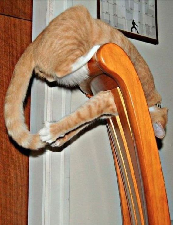 funny-pictures-670