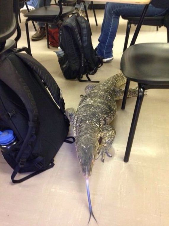 funny-pictures-670