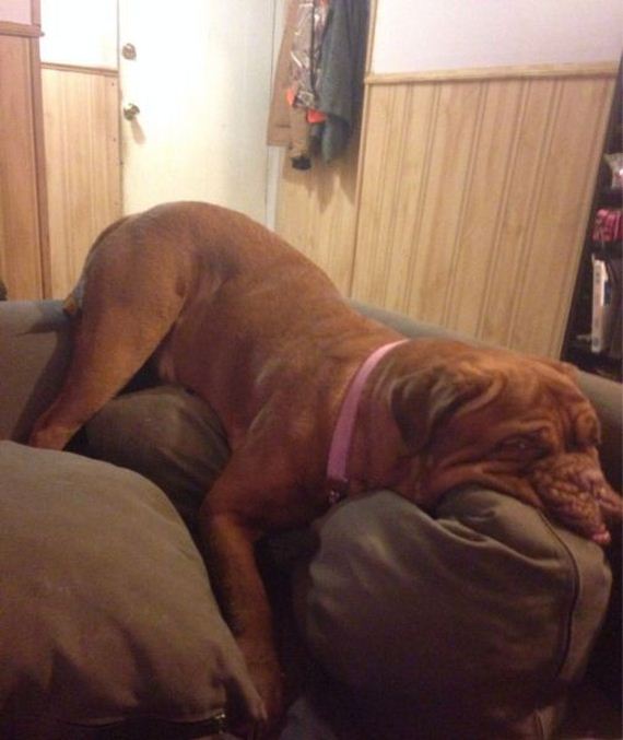 funny-pictures-672