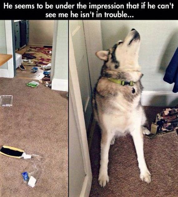 funny-pictures-673