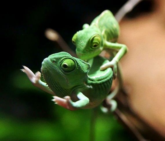 funny-pictures-674