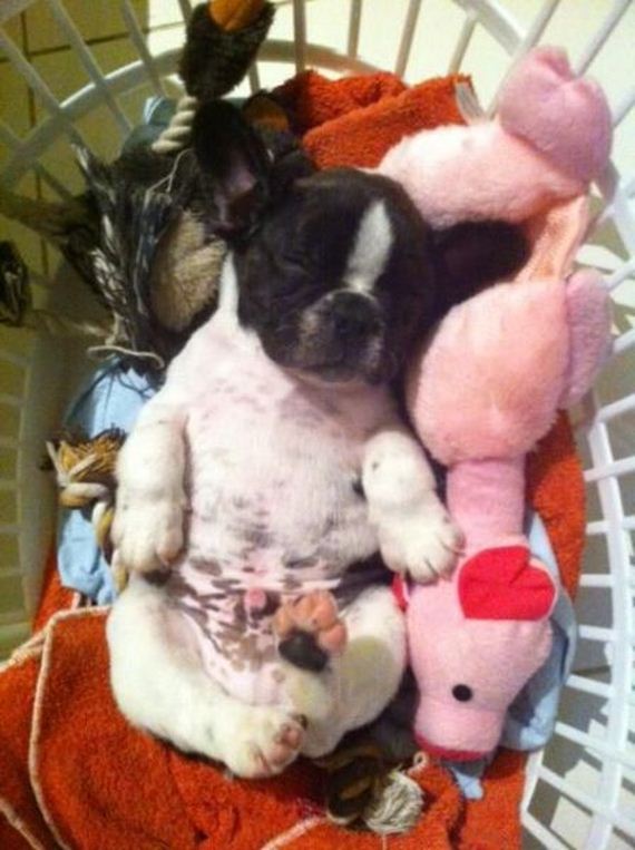 funny-pictures-674