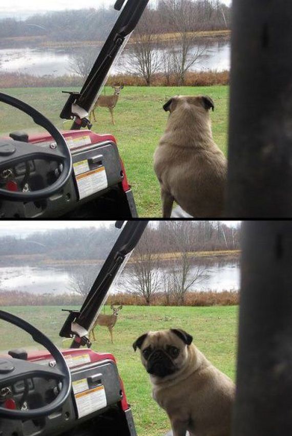 funny-pictures-674