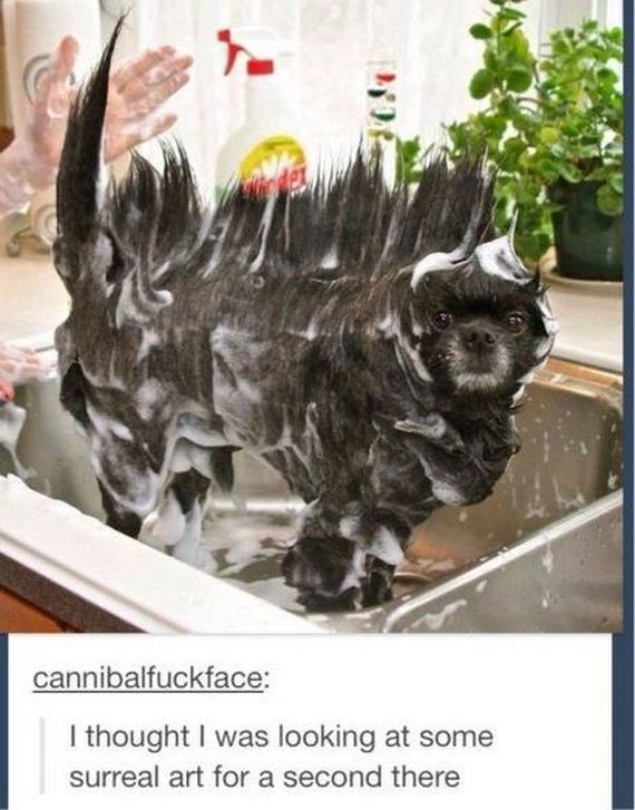 funny-pictures-676