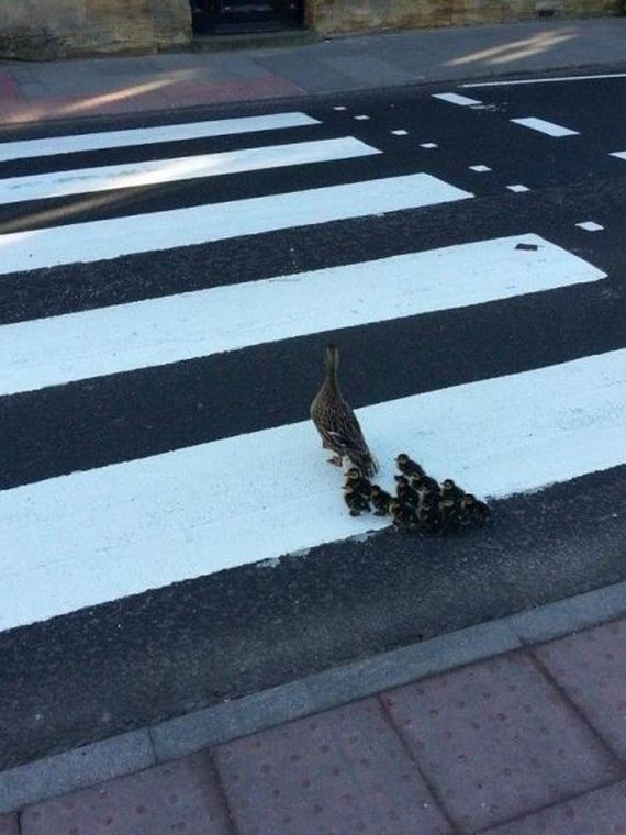 funny-pictures-677