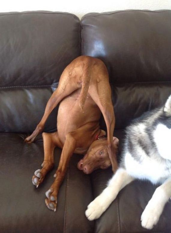 funny-pictures-677