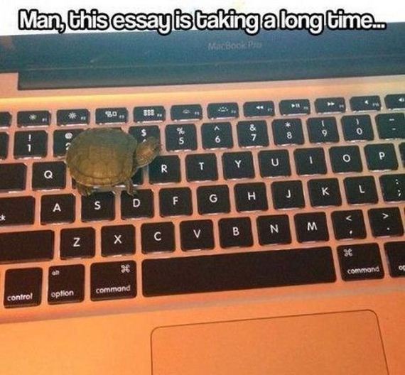 funny-pictures-678