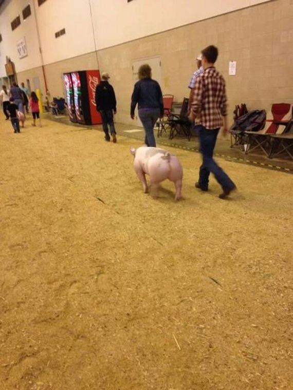 funny-pictures-678