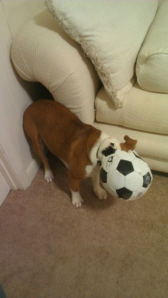 funny-pictures-678