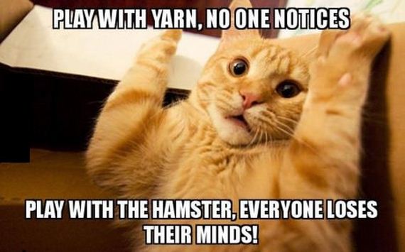 funny-pictures-679