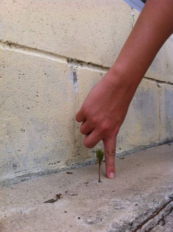 funny-pictures-680