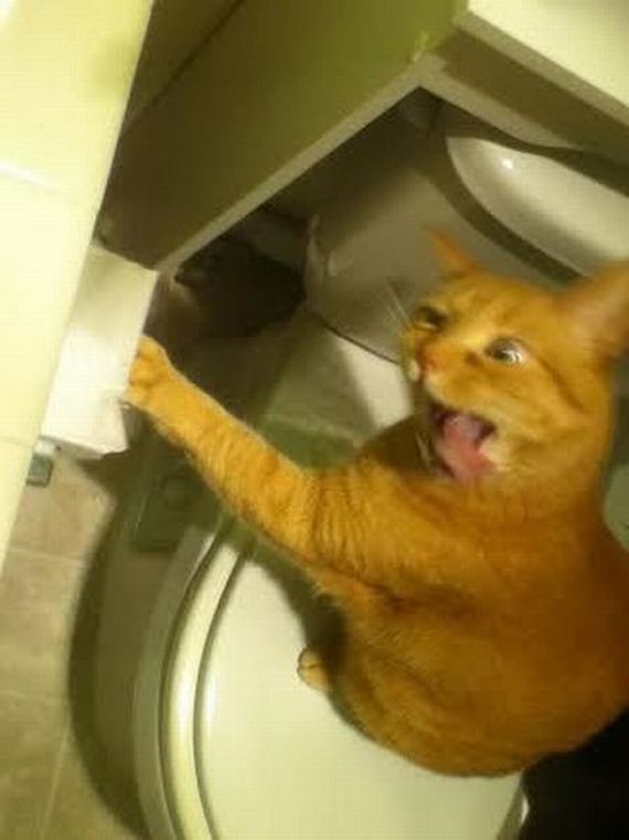 funny-pictures-680