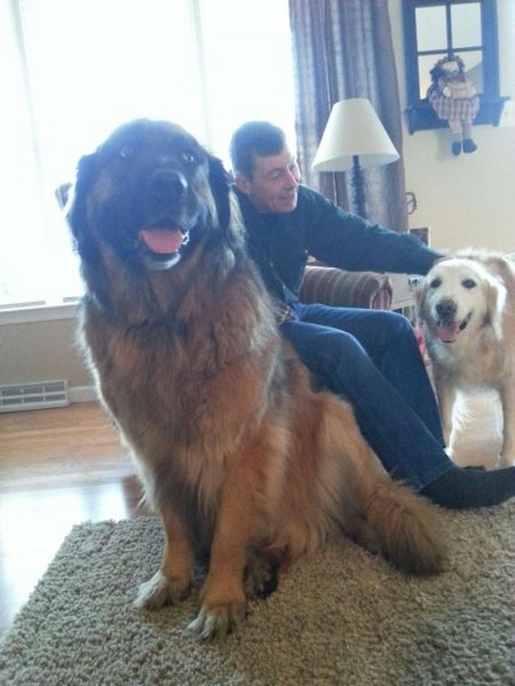funny-pictures-682