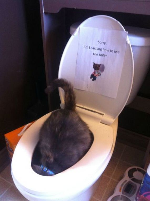 funny-pictures-685