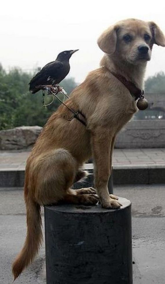 funny-pictures-686