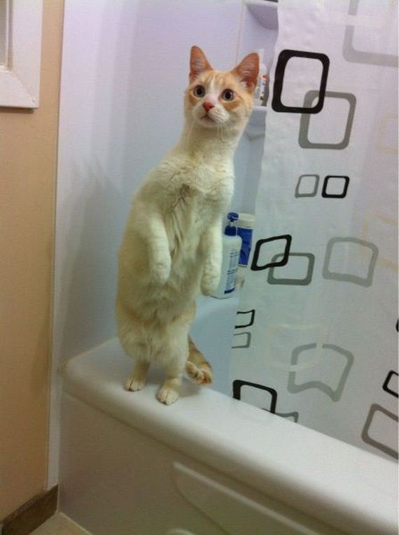 funny-pictures-688